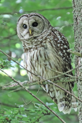 2429 barred owl 