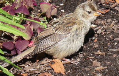 IMG_3300 juvi white crowned sparrow.jpg