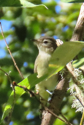 IMG_3588 warbling vireo 800t.jpg