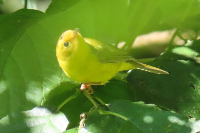 IMG_3635 maybe yellow warbler 800w.jpg