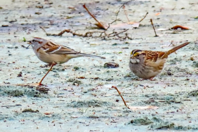 IMG_7748 atsp on left wtsp (tan striped) on right 800w.jpg