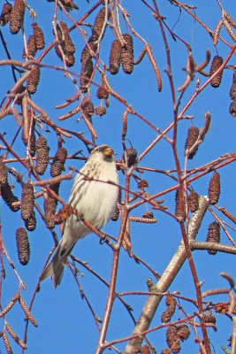 Common or Hoary Redpoll  8130