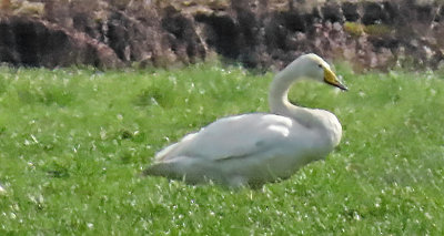 Swan, Whooper 1231 