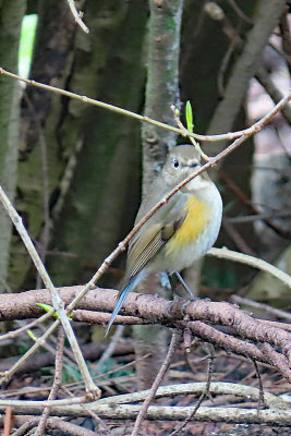 Bluetail, Red-flanked 1753