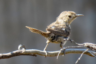 Unidentified Birds