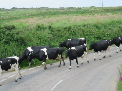 Cows on the way to Lands End