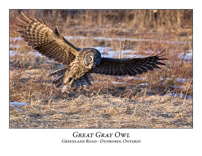 Great Gray Owl-047