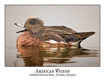 American Wigeon-001