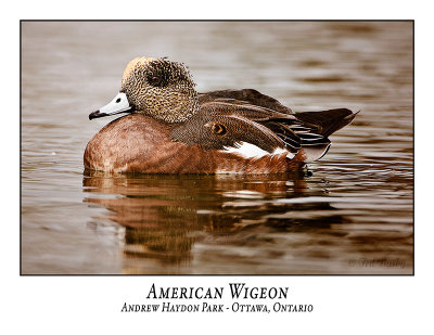 American Wigeon-004