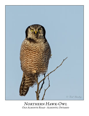 Northern Hawk-Owl-087
