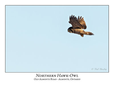 Northern Hawk-Owl-089
