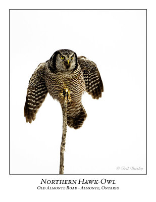 Northern Hawk-Owl-090