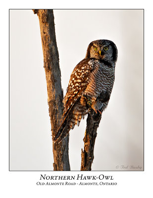 Northern Hawk-Owl-092
