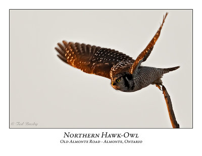 Northern Hawk-Owl-093
