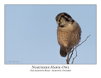 Northern Hawk-Owl-094