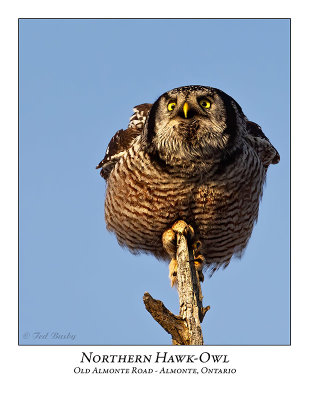 Northern Hawk-Owl-095
