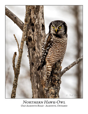 Northern Hawk-Owl-096