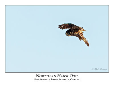 Northern Hawk-Owl-097