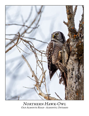 Northern Hawk-Owl-098