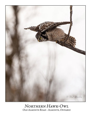 Northern Hawk-Owl-099