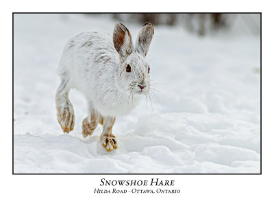 Snowshoe Hare-001