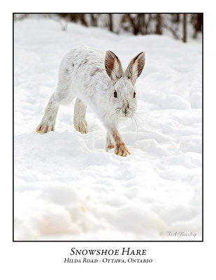 Snowshoe Hare-002