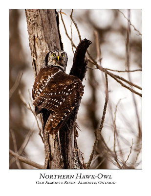 Northern Hawk-Owl-101