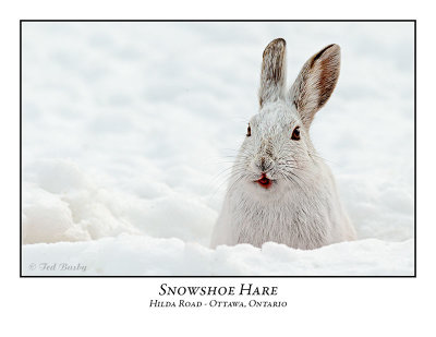 Snowshoe Hare-003