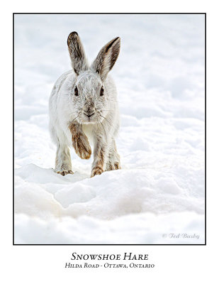 Snowshoe Hare-004