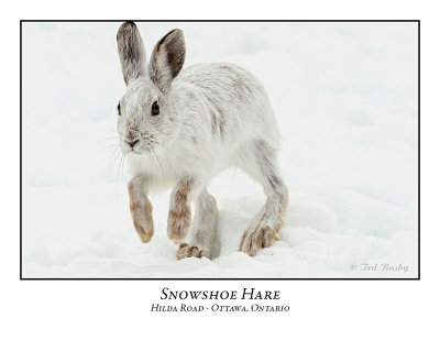 Snowshoe Hare-005