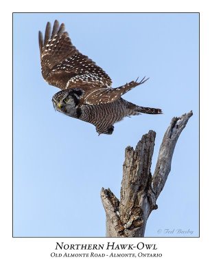 Northern Hawk-Owl-105