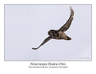 Northern Hawk-Owl-106