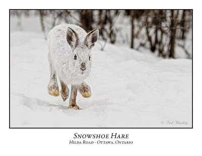 Snowshoe Hare-006