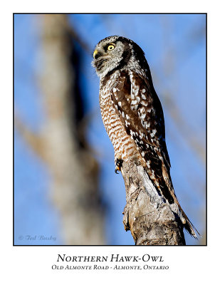Northern Hawk-Owl-107