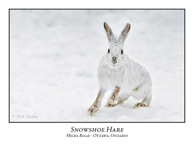 Snowshoe Hare-007