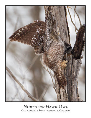 Northern Hawk-Owl-108