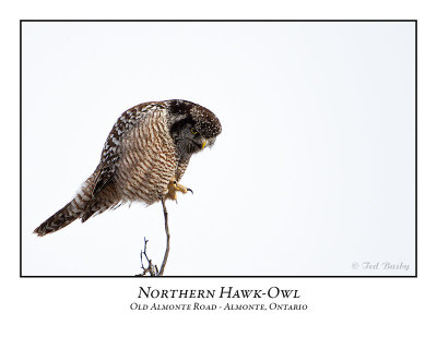 Northern Hawk-Owl-109