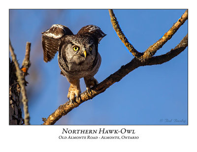 Northern Hawk-Owl-110