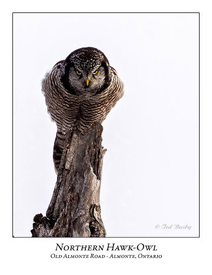 Northern Hawk-Owl-111