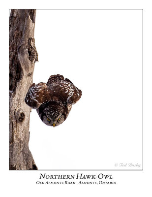 Northern Hawk-Owl-113