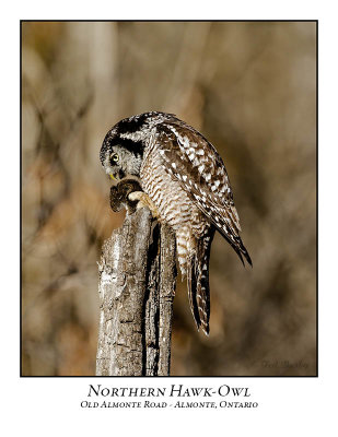 Northern Hawk-Owl-116