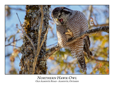 Northern Hawk-Owl-117