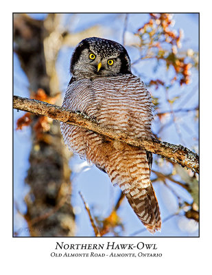 Northern Hawk-Owl-119