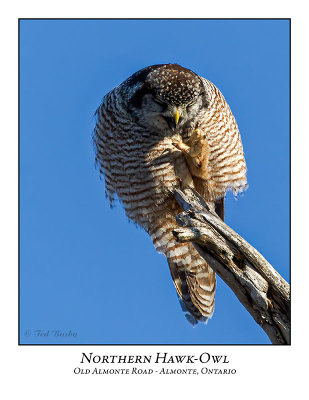 Northern Hawk-Owl-123