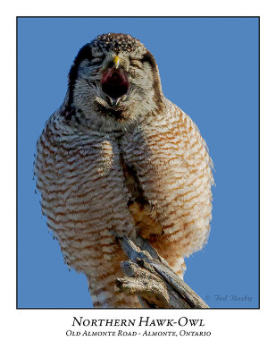 Northern Hawk-Owl-124