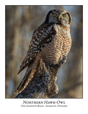 Northern Hawk-Owl-126