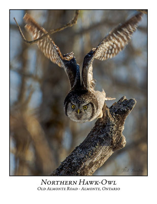 Northern Hawk-Owl-129