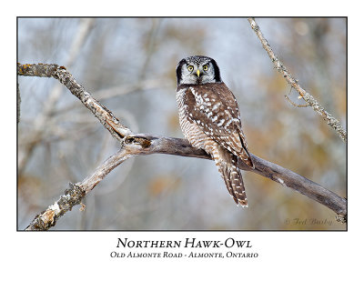 Northern Hawk-Owl-131