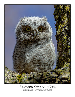 Eastern Screech Owl-016