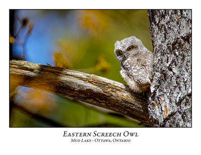 Eastern Screech Owl-017